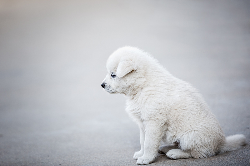 「SOS」を出している犬たち